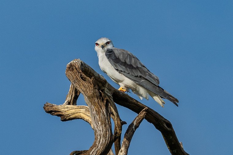 128 Masai Mara,  grijze wouw.jpg